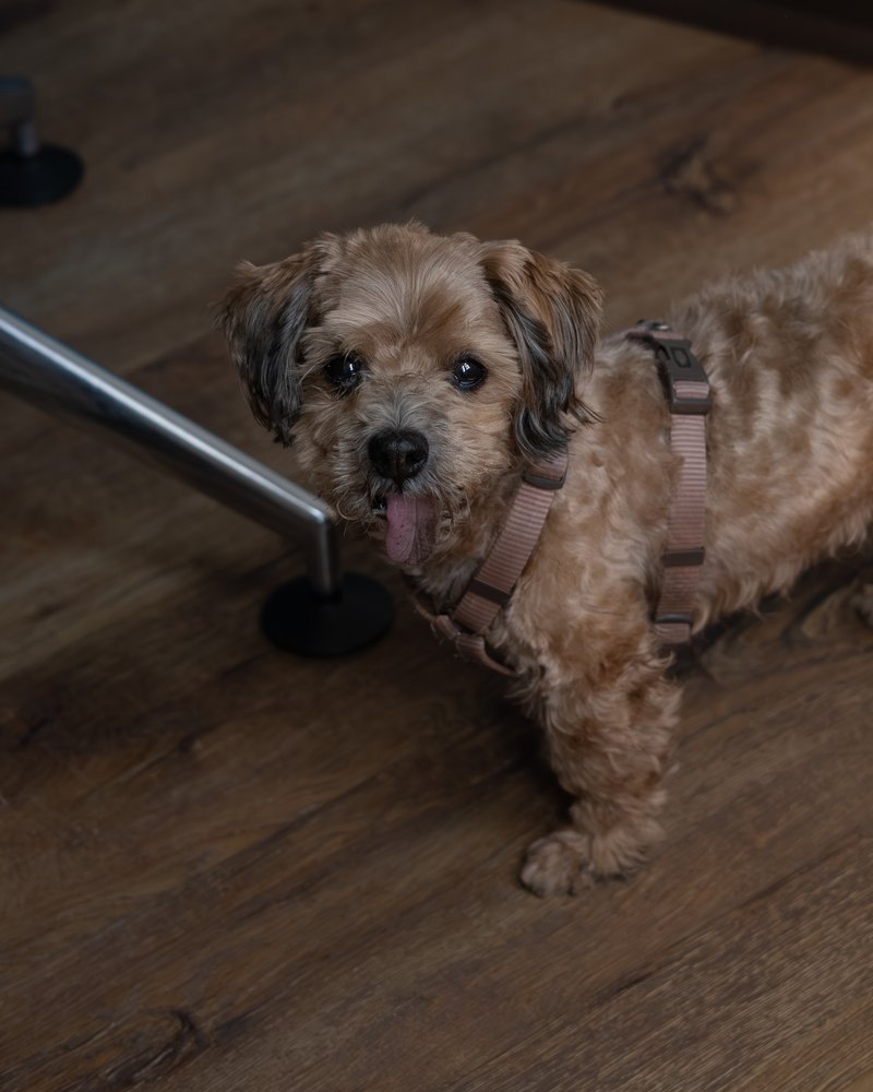 Leo, Bürohund